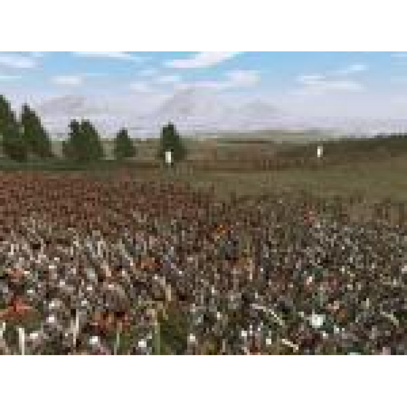 Rome: Total War (White Label) (DVD-ROM)